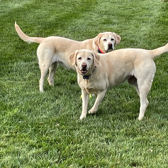 Meet your Posher, Lisa - Picture 2 of 3